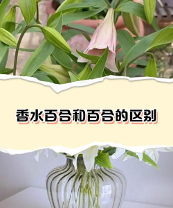 怎么区分百合香水百合