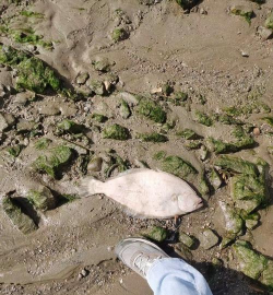 池子养花鲢脱皮