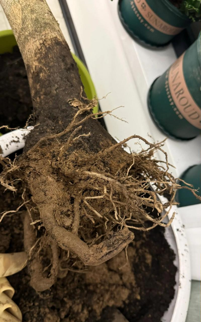 家庭养花用生根粉