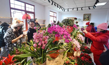 家庭养花用生根粉