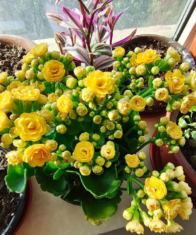 家庭养花用生根粉