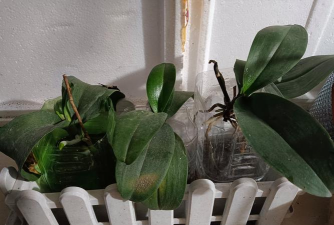 家庭养花用生根粉