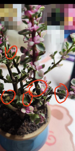 家庭养花用生根粉