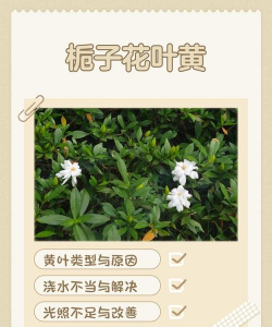 黄栀花和水栀花怎么区别