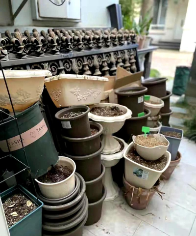 家庭养花用生根粉