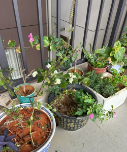 家庭养花用生根粉