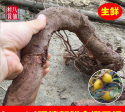 金樱子的根怎么是一串的