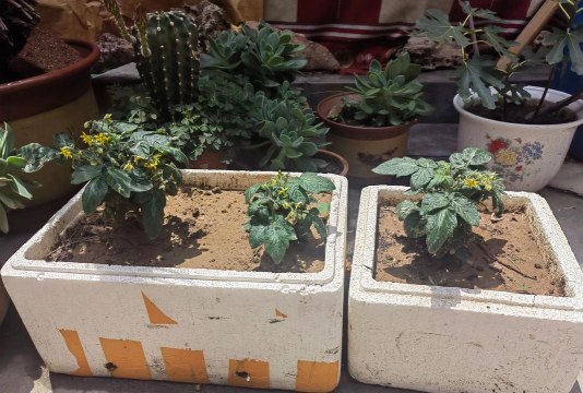 家庭养花用生根粉