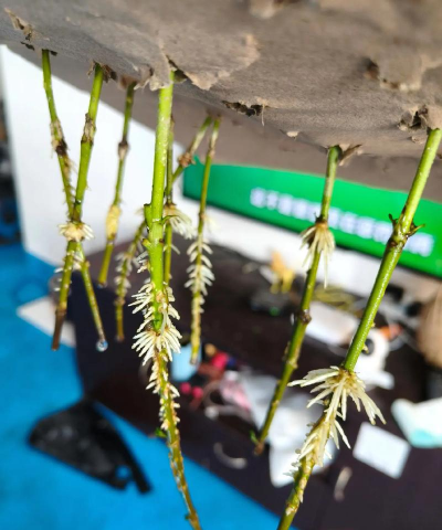 家庭养花用生根粉