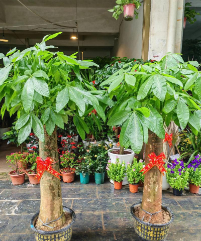 发财树和幸福树怎么摆放