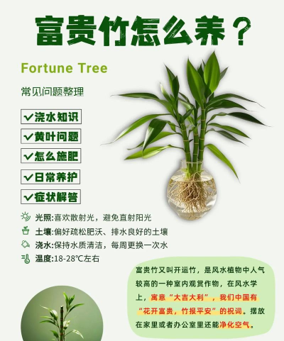 刚剪根的富贵竹怎么养