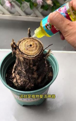 家庭养花用生根粉