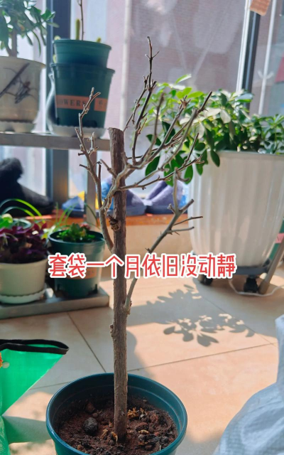 家庭养花用生根粉