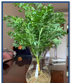 家庭养花用生根粉