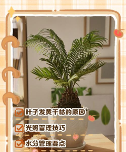 秀珍椰子叶子发黄怎么办