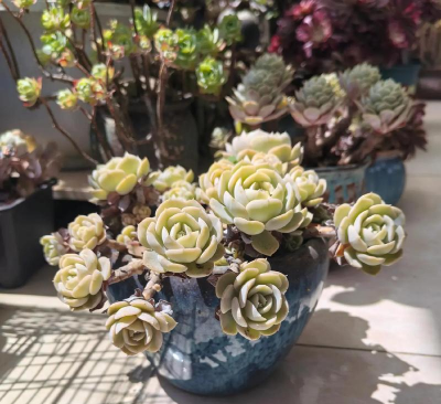 家庭养花用生根粉