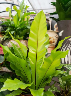 狭叶巢蕨有点枯怎么办