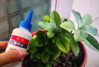 家庭养花用生根粉