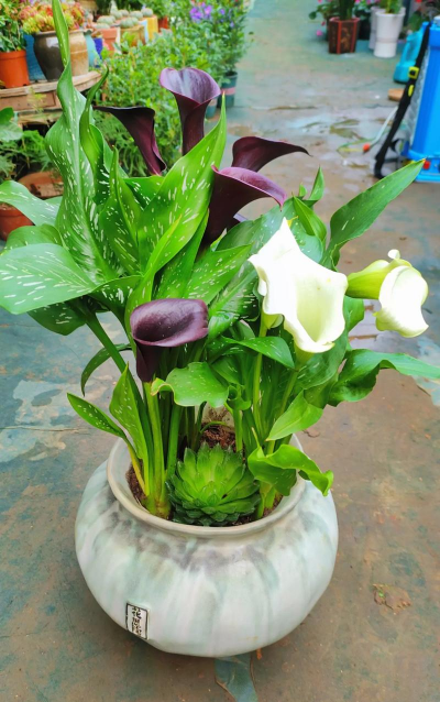 家庭养花用生根粉