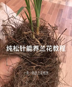 松毛叶养花