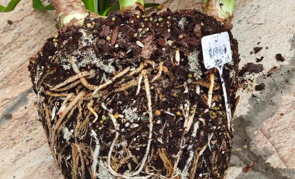 家庭养花用生根粉