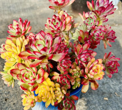 多肉植物六角锦怎么养