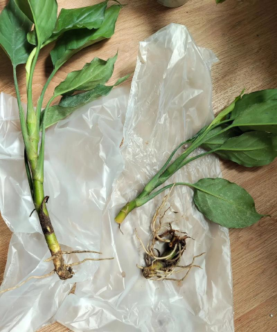 家庭养花用生根粉