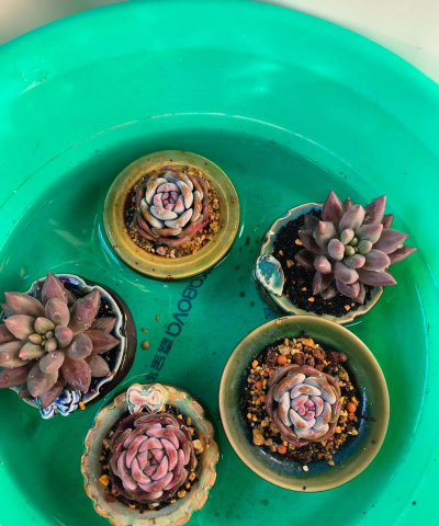 玫瑰花怎么养才不会枯萎，掌握浇水施肥技巧，轻松延长花期