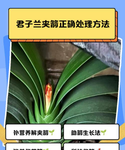 玫瑰花怎么养才不会枯萎，掌握浇水施肥技巧，轻松延长花期