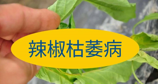 七彩椒枯萎了怎么办