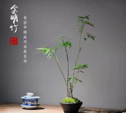 玫瑰花怎么养才不会枯萎，掌握浇水施肥技巧，轻松延长花期