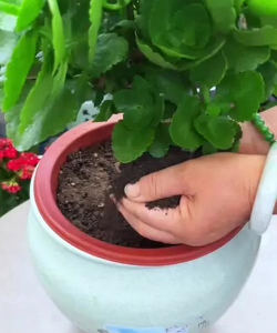 家庭养花用生根粉