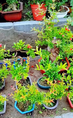 家庭养花用生根粉