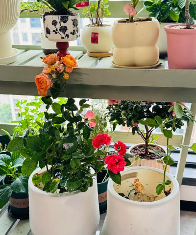 家庭养花用生根粉