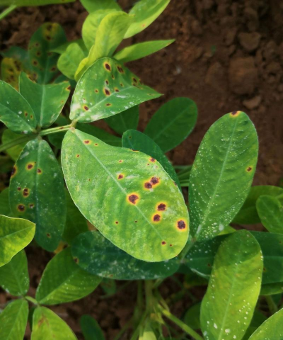 香泡褐斑病的症状及防治方法