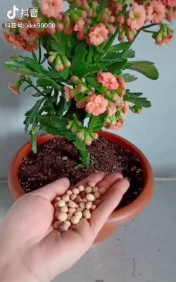 家庭养花用生根粉