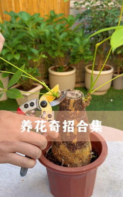 家庭养花用生根粉