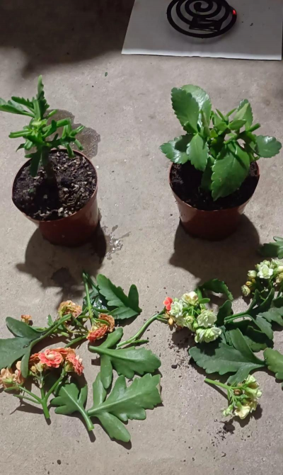 家庭养花用生根粉