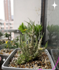 千里眼植物冬天怎么养