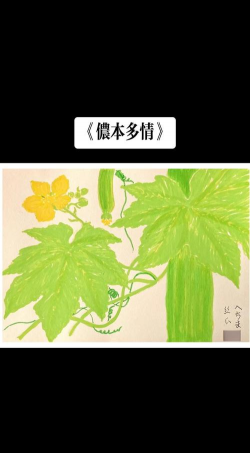 丝瓜花语是什么