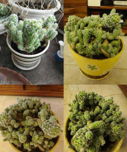 家庭养花用生根粉