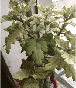 野菊花叶子发黄怎么办