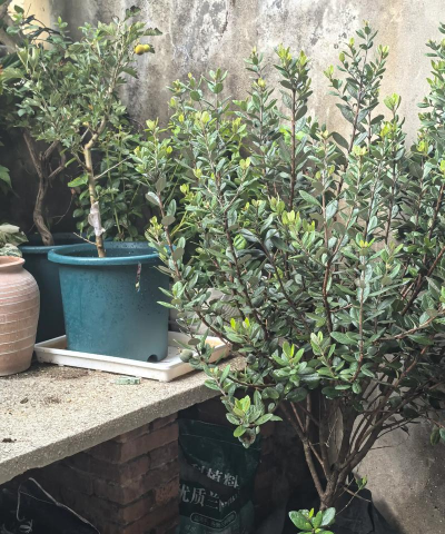 养花高手不买树