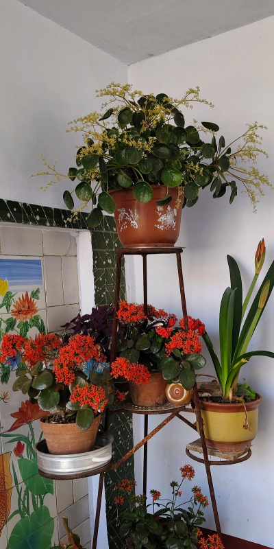 家庭养花用生根粉