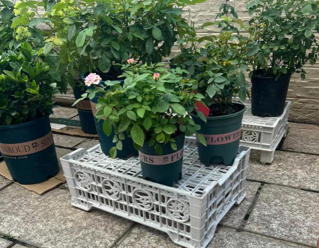 家庭养花用生根粉