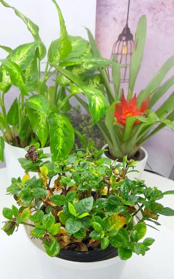 家庭养花用生根粉