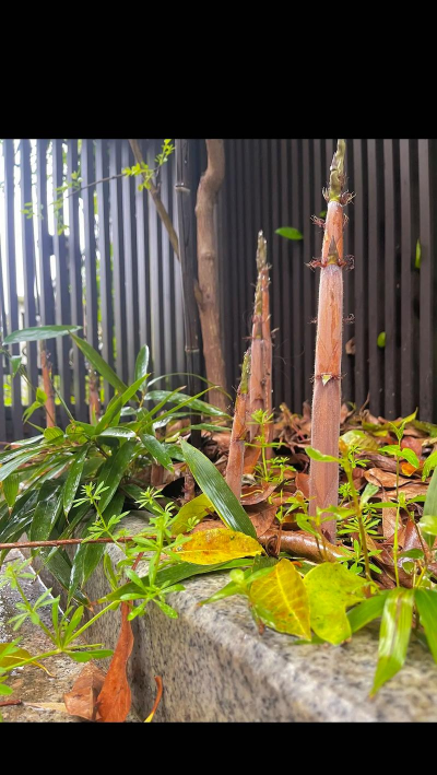 紫竹什么季节生长