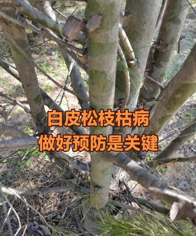 白皮松根腐烂了怎么办