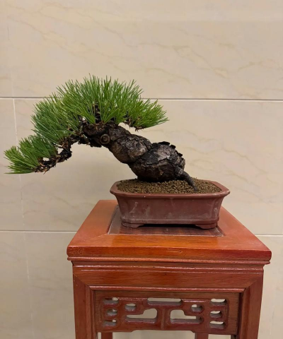 中国什么黑松好