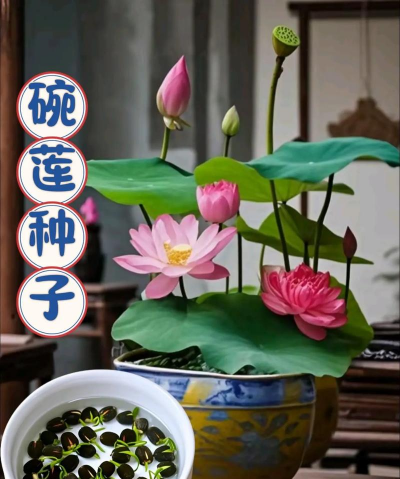 一般的土怎么用来种莲花 一般的土怎么用来种莲花